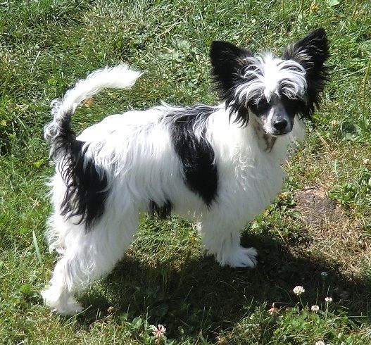 Bai Long's Keep on Rockin' 