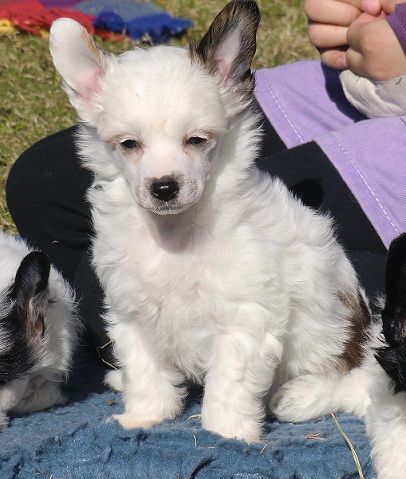 Bai Long's Kobrastyle