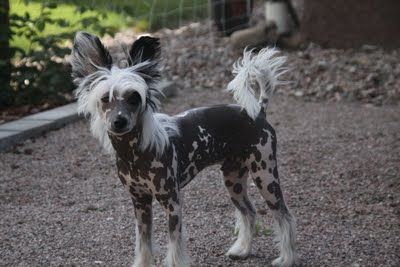 Bai Long's King of all Kings