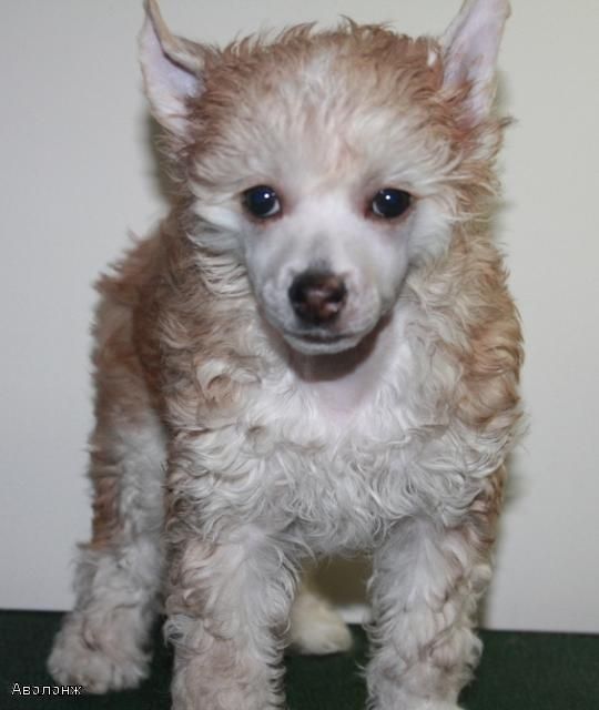 Avalang Kado Kitaiski Potselui