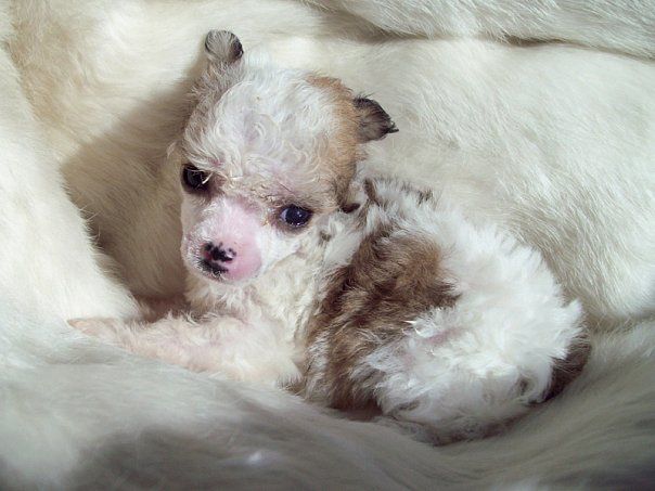 Aya-yai Kakaya Ca-Ca