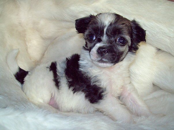 Amal'gama Evolucshen