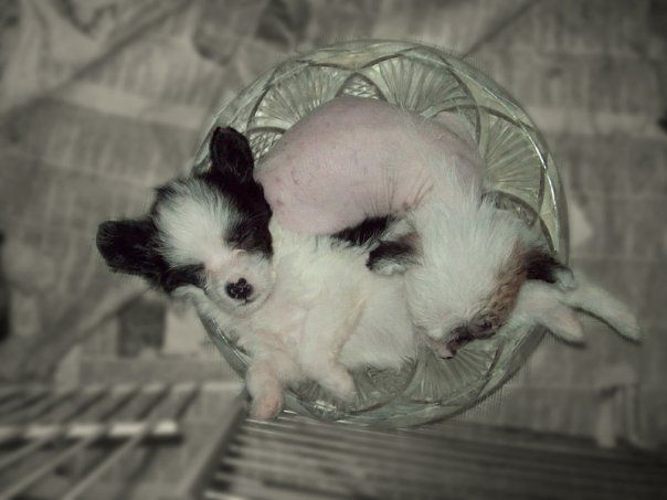 Aston Martin Moi Kapriz