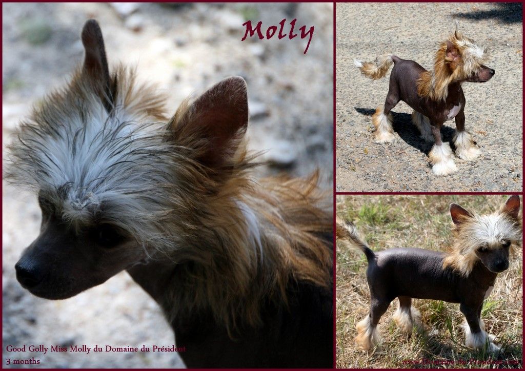 Good Golly Miss Molly du Domaine du Président