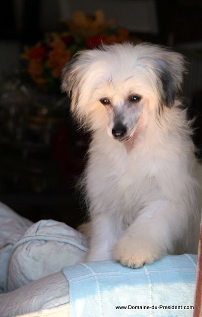 Groovy Kinda Love du Domaine du Président