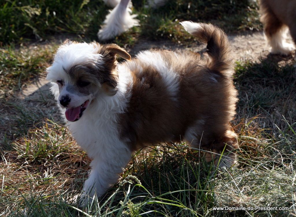 Grease Lightening du Domaine du Président