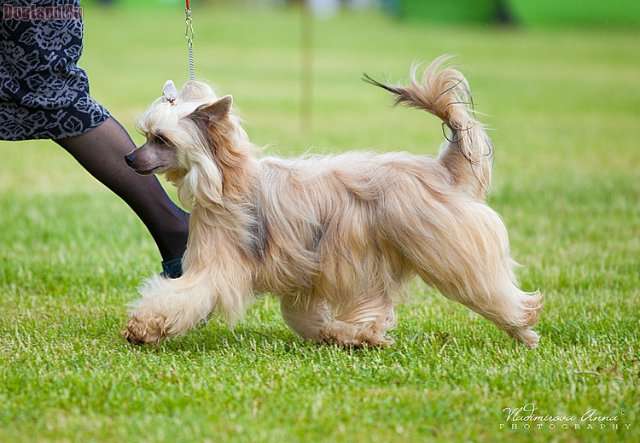 Zlato Dinastii Nefertiti