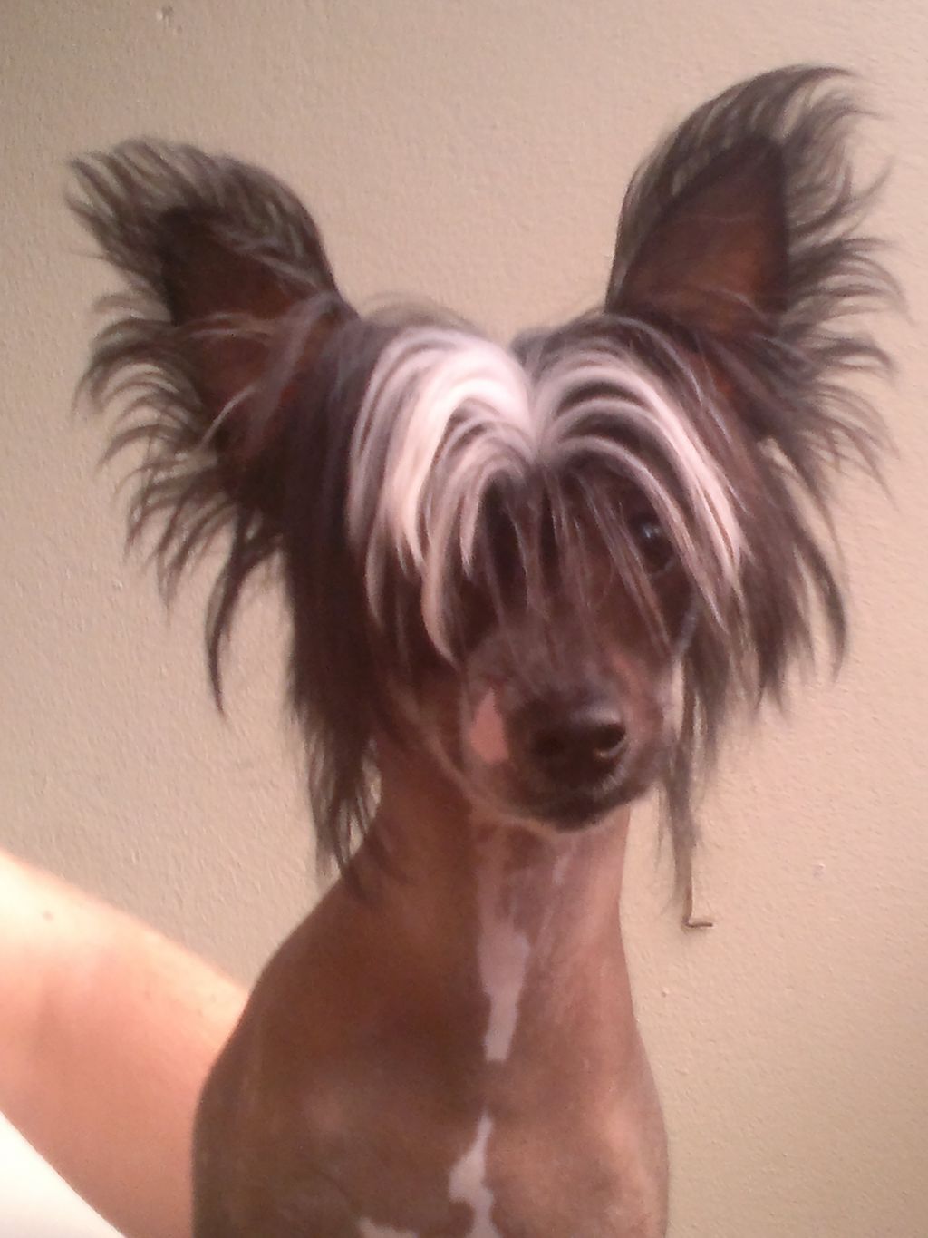 Viuvaun Tuiki Tärkeä