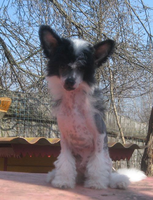 Angel O' Check Indiana Dgons