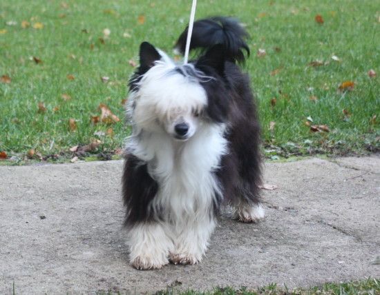 Mstical My Mini Maiden