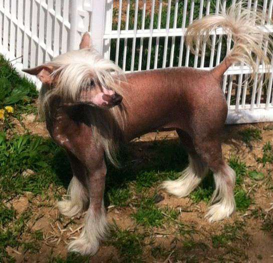 Bidwin-Mosaic Masterpiece