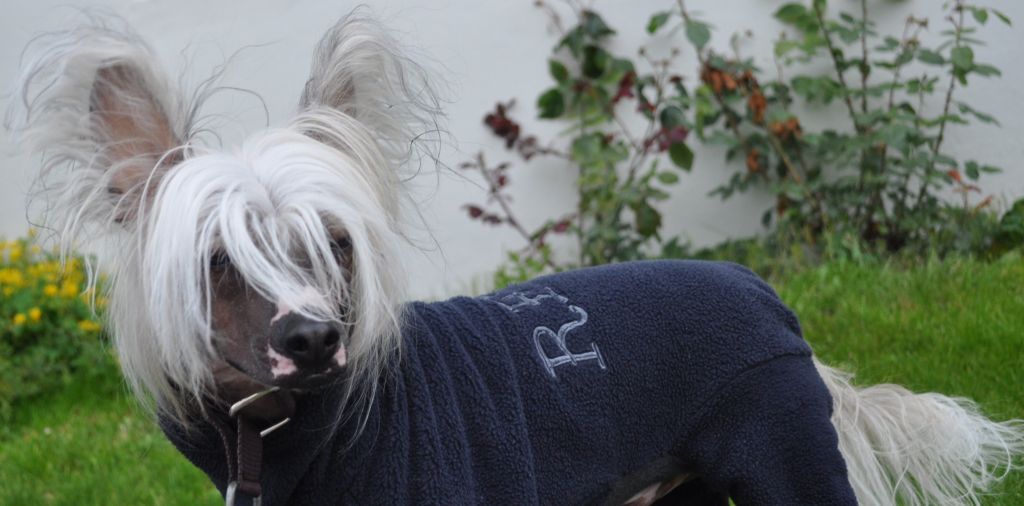 Reject's Fourteen Holy St Vitus