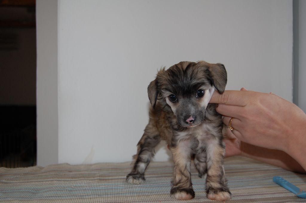 Estillinis Hubble Trouble Bubble Bee