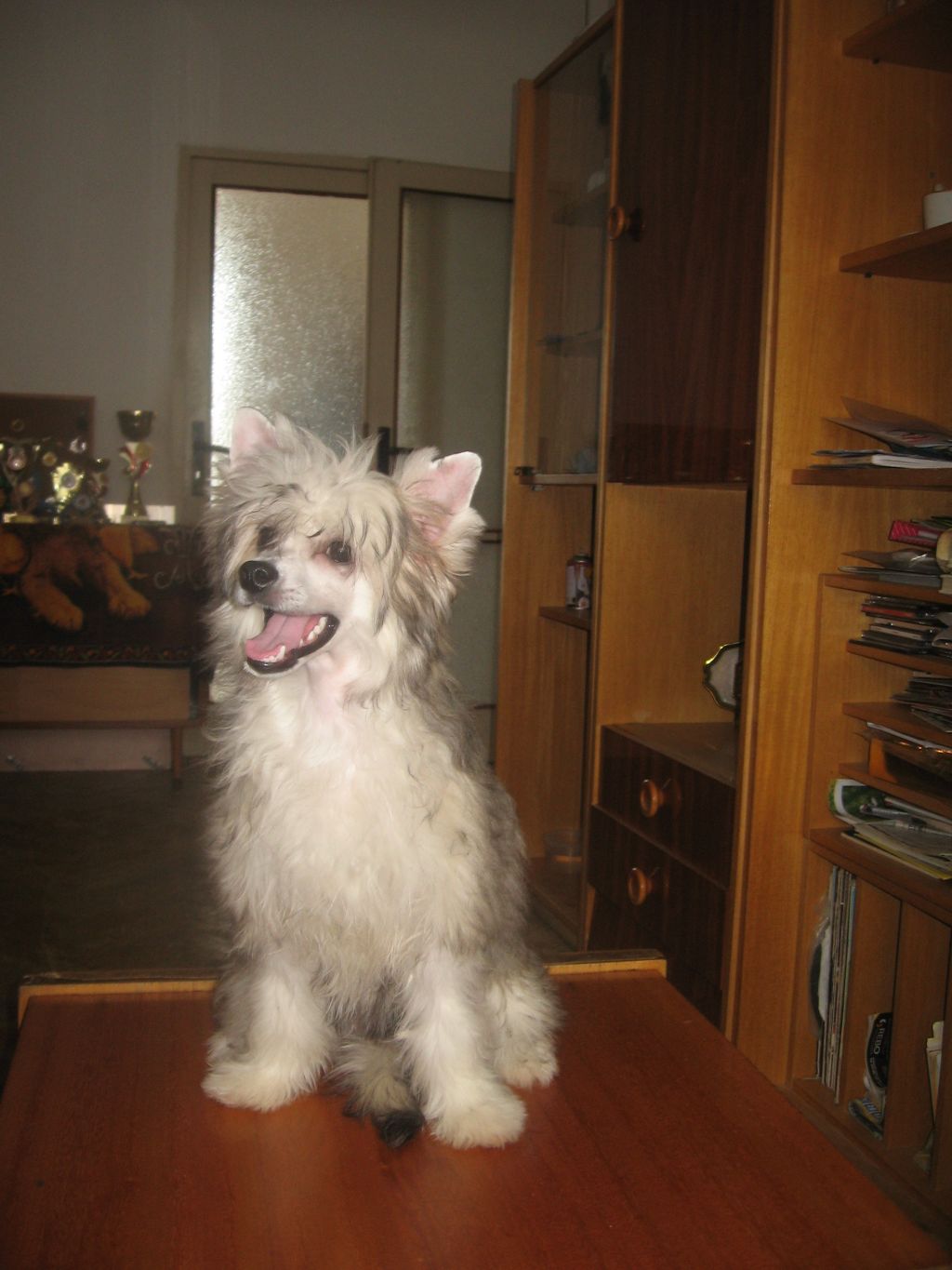  Camelia Family-frost