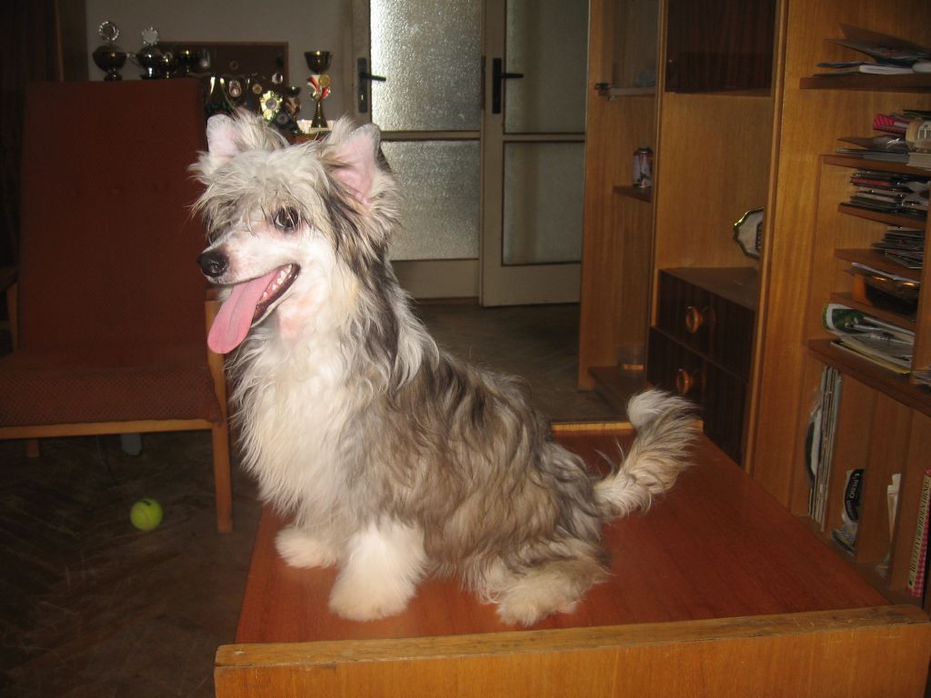 Calimero  Family-frost