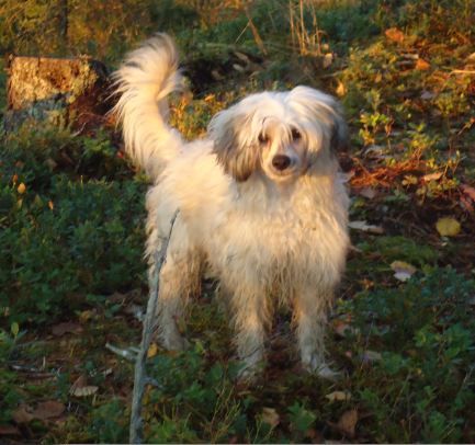 Laronja's Big Bang Theory