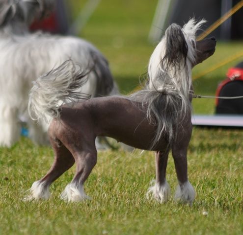 Artic Flyer's Burning Love