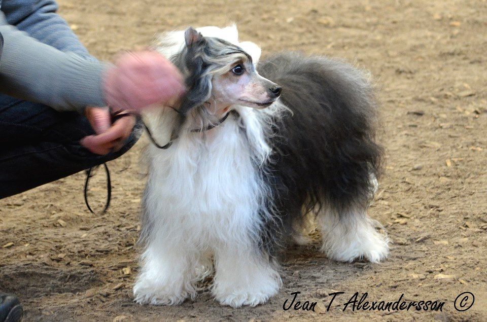 Lisar's Don't Say A Word