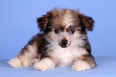 Angel O' Check Consul