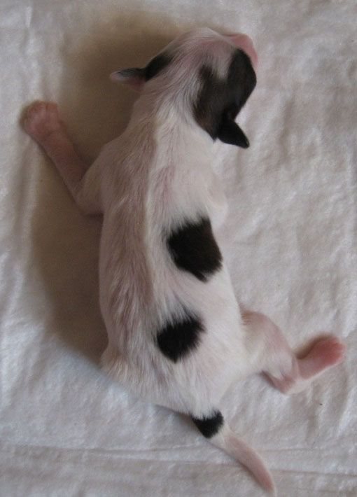 Angel O' Check Catarinka.