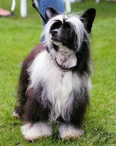 Lisar's My Sisters Keeper