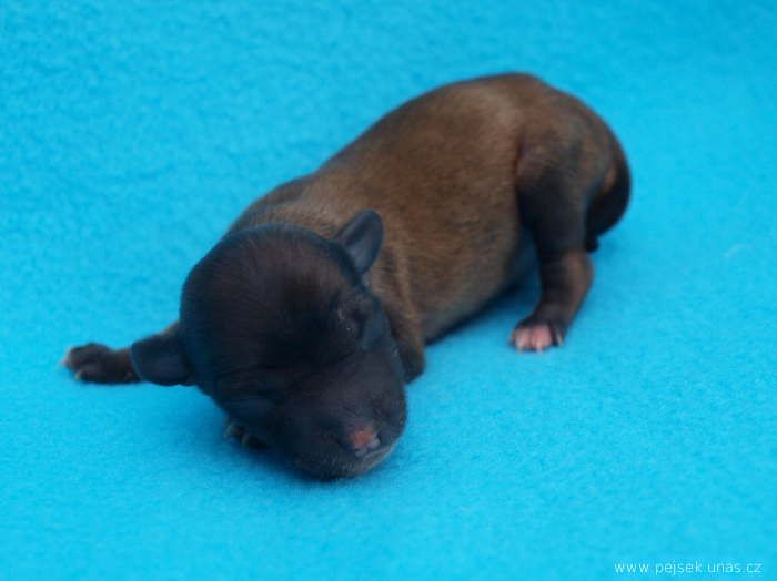 Y... ze Zatopené chajdy