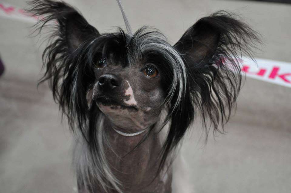 Equality Chasing Champagne