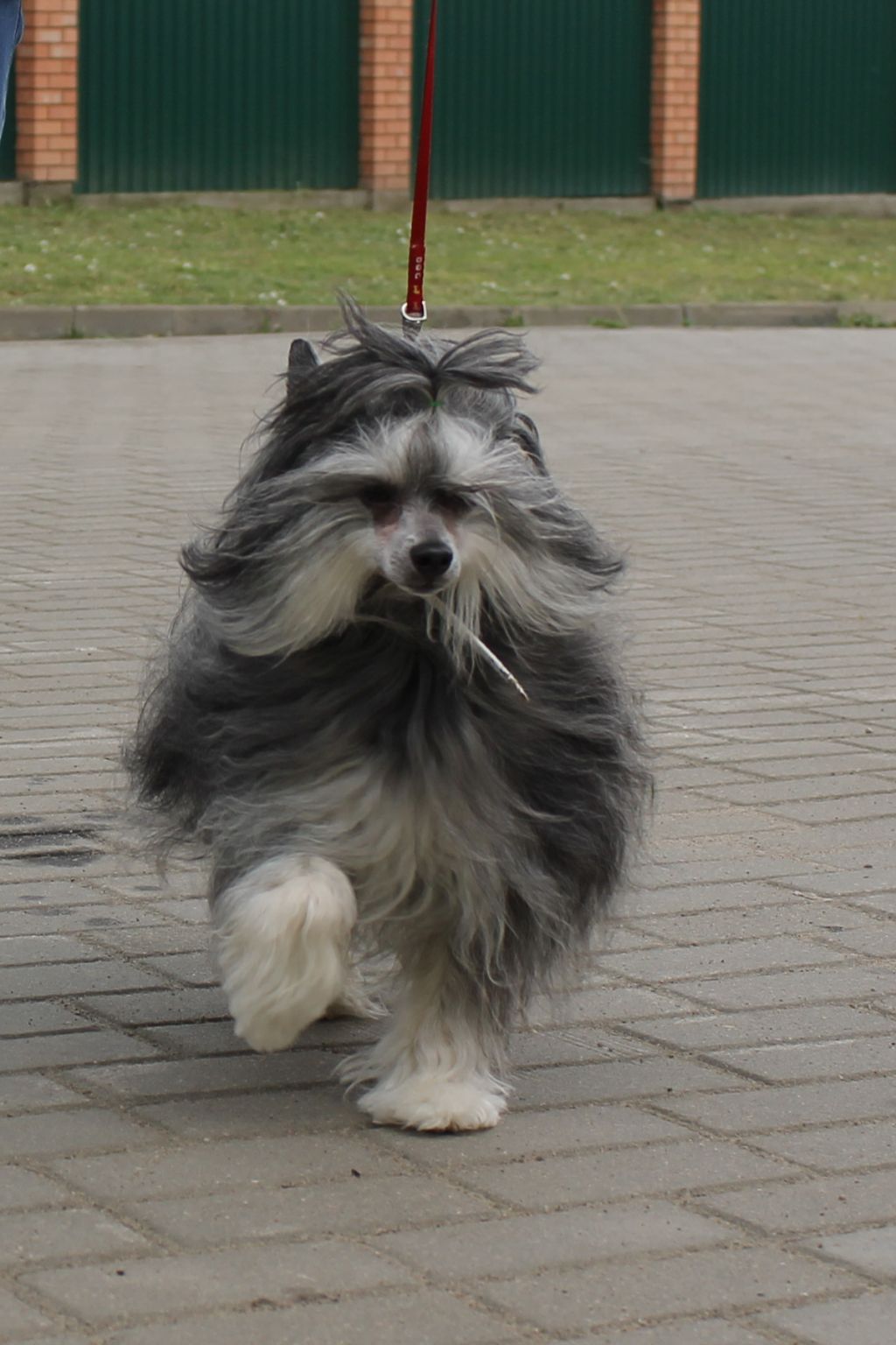 Galaxy Amaranta Gayloradis