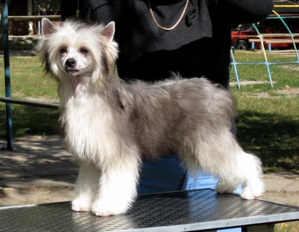 Melanies Rerity Ineffable Joy 