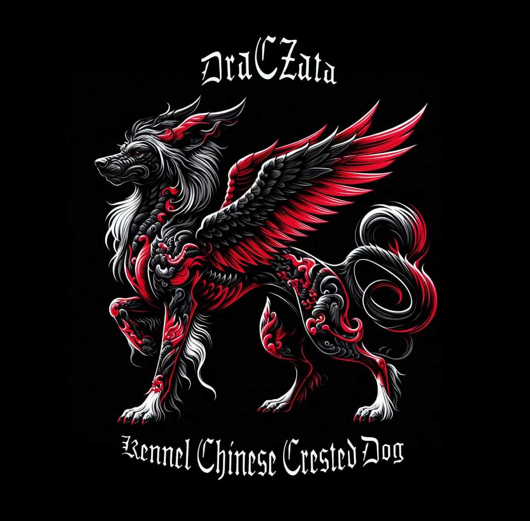 DraCZata Logo