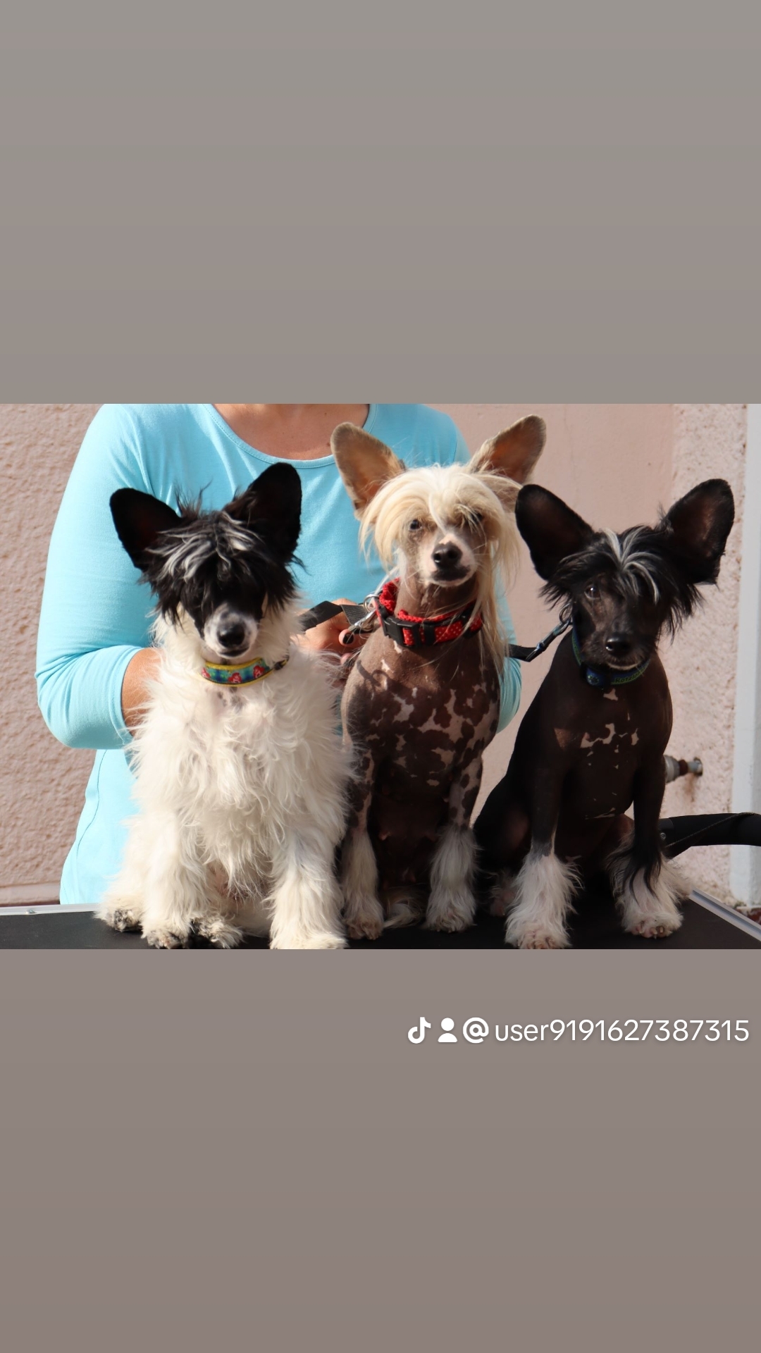 Kennel image