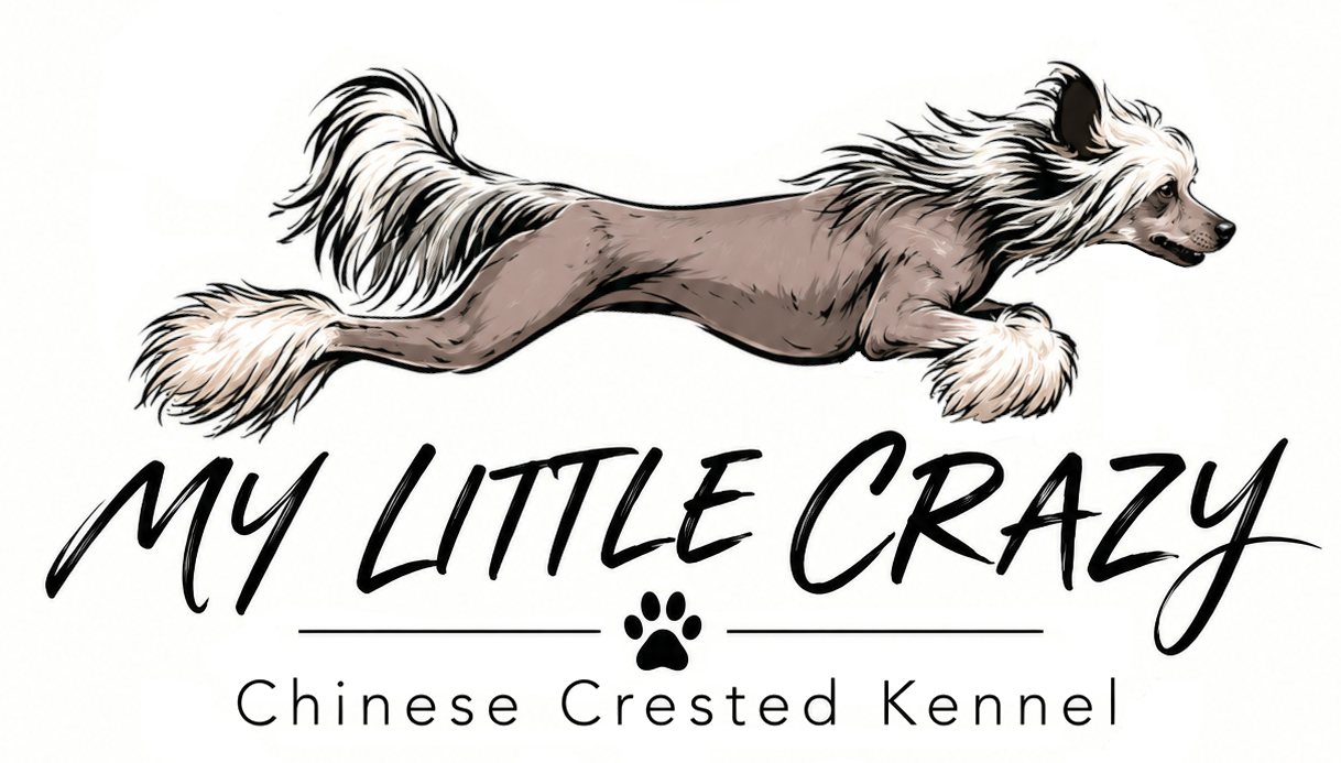 My little Crazy Logo