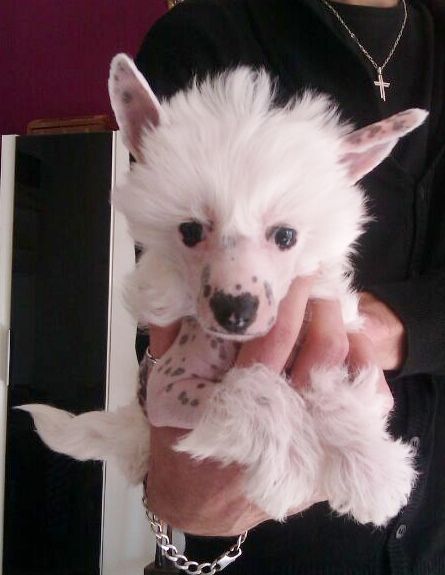 Denise de le Chien Bourjois