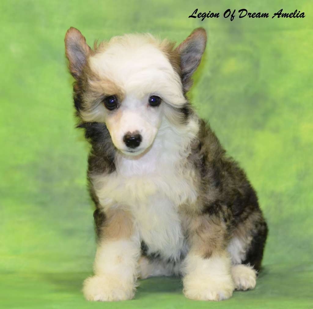 Legion Of Dream Amelia