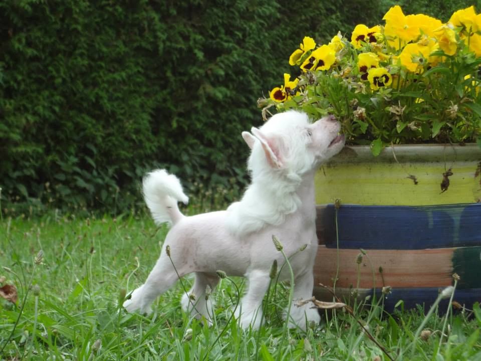 Bono z Valdorfskych lesu