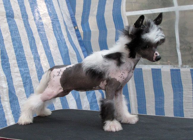 Bi-lav Plus Grecheskaya Smakovnitsa