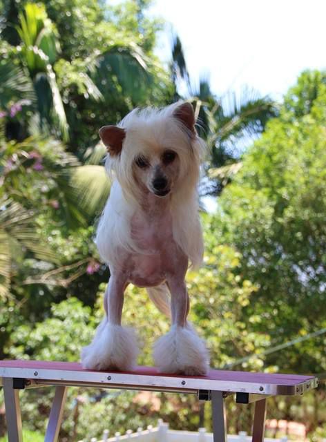 Lapinus Sweet Caramel