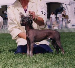 Sunberry's Tribute To Gingery