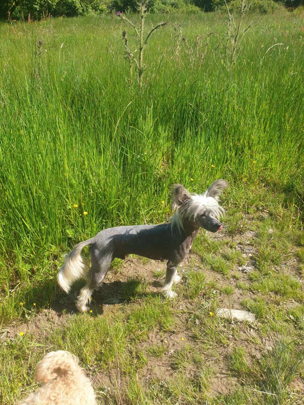 Cefndaidi The Vagabond