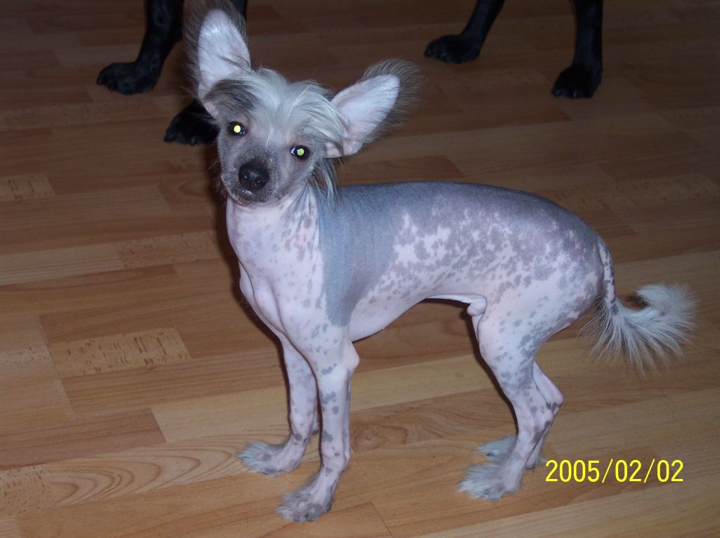 Belsebubs Xin Xue Xiriuz