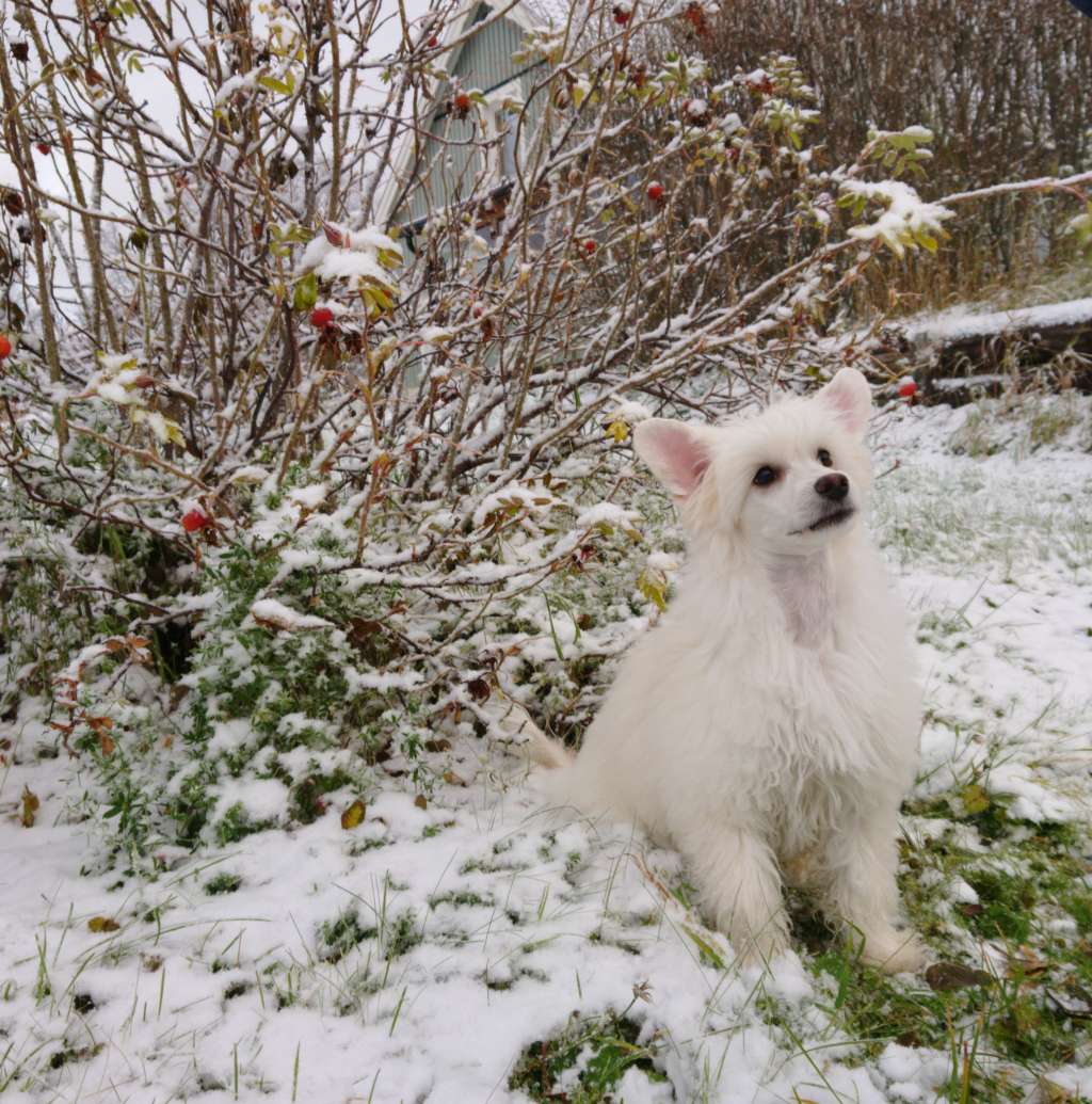 Drömtorpet's Fuji Making Memories