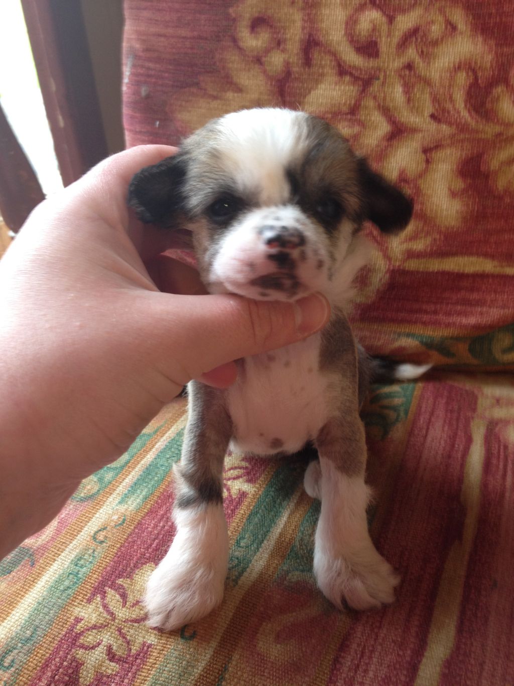 Syingcrest HL female 2