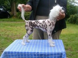 Caprioso Ji-Ling-Lee 