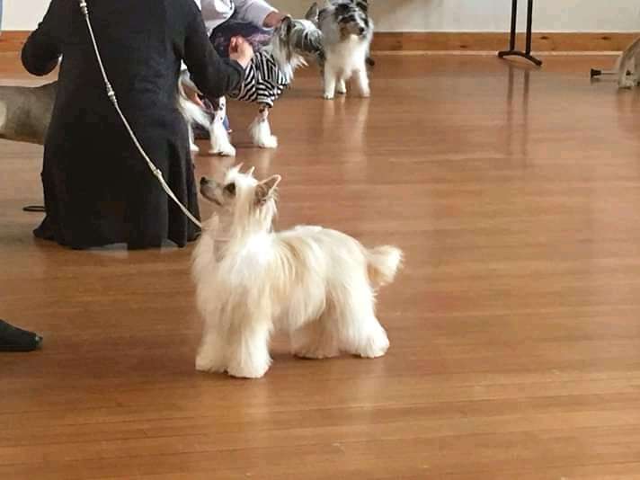 Barbionella Love Chinese Butterfly