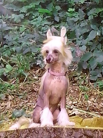 Anna Sky Kennel DeSheli