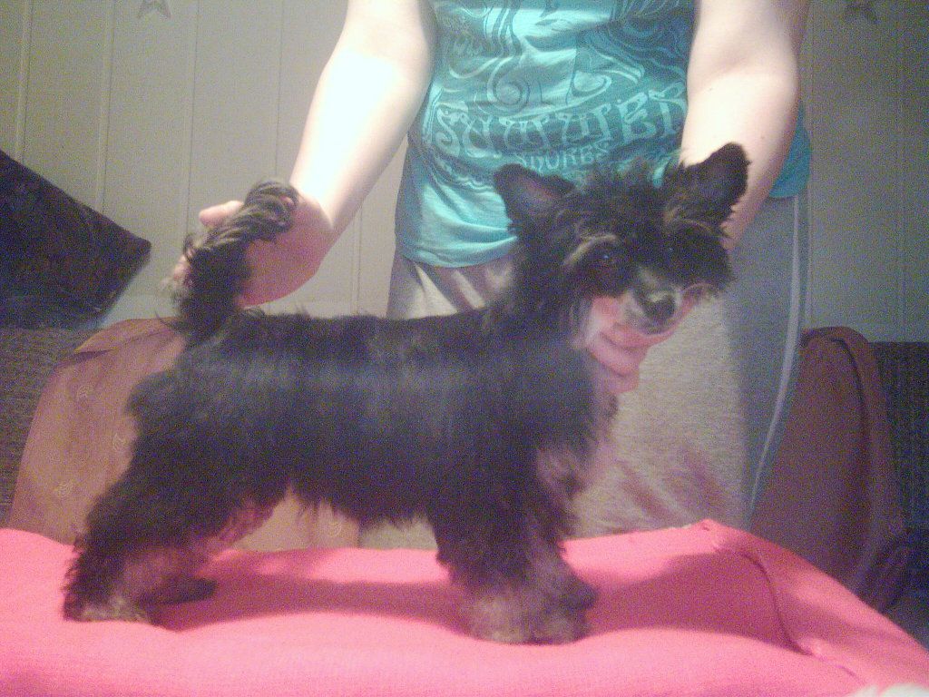 Dark Master of Exotic Dog's