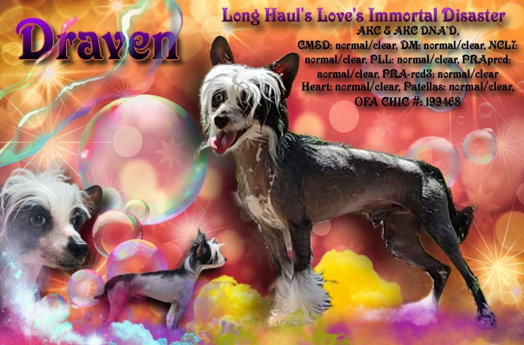 Long Haul's Love's Immortal Disaster