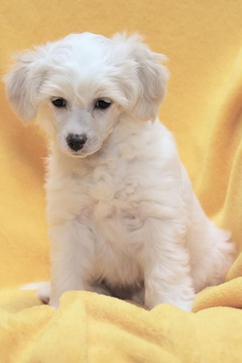 Antaly Senvert Hills