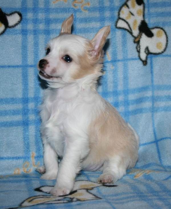 Picture