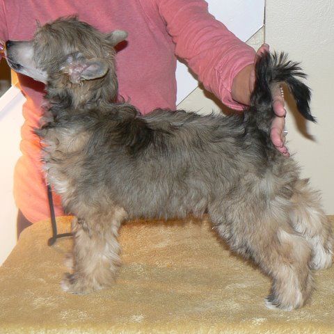 Camelot's N Evergreen Very Superstitous